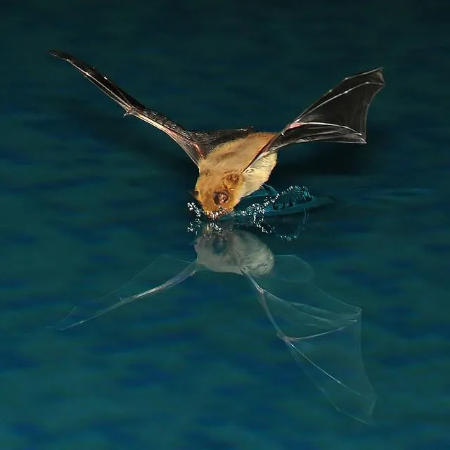 The Midnight Buffet: Planting a Garden That Bats Can't Resist