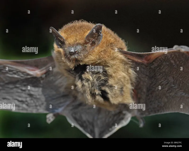 From Maternity Roosts to Winter Hideaways: The Secret Seasons of Teesside's Pipistrelles